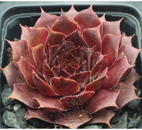 Sempervivum ZULU
