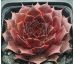 Sempervivum ZULU