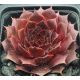 Sempervivum ZULU