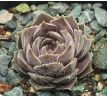 Sempervivum CONTESSA