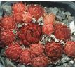 Sempervivum BRONZE PASTEL
