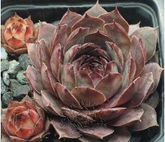 Sempervivum GREY LADY