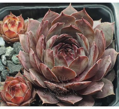 Sempervivum GREY LADY