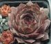 Sempervivum GREY LADY