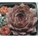Sempervivum GREY LADY