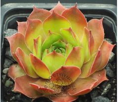 Sempervivum VLADO