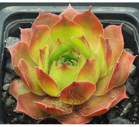 Sempervivum VLADO
