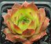 Sempervivum VLADO