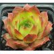 Sempervivum VLADO