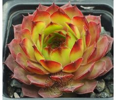 Sempervivum CARMEN