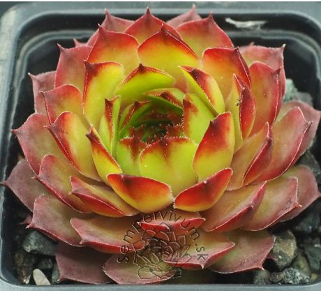 Sempervivum CARMEN
