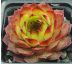 Sempervivum CARMEN