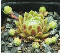 Sempervivum KATOPIA