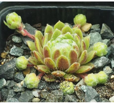 Sempervivum KATOPIA