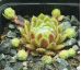 Sempervivum KATOPIA