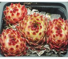Sempervivum ITALIA