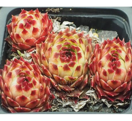 Sempervivum ITALIA