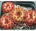 Sempervivum ITALIA