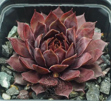 Sempervivum SHOCK WAVES