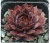 Sempervivum SHOCK WAVES
