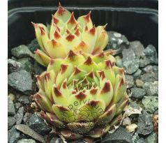 Sempervivum BURGUNDY MOON