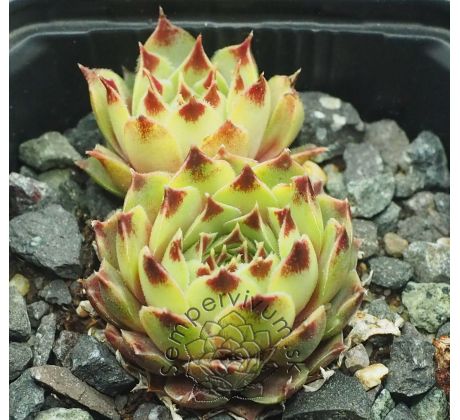 Sempervivum BURGUNDY MOON