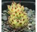 Sempervivum BURGUNDY MOON