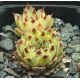 Sempervivum BURGUNDY MOON