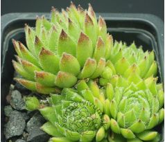 Sempervivum EDWARD BALLS