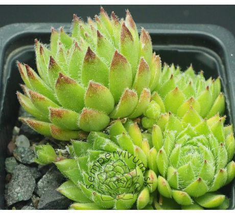Sempervivum EDWARD BALLS