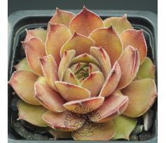 Sempervivum DUNE