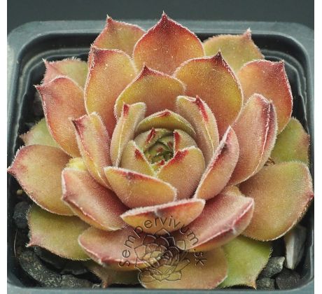 Sempervivum DUNE