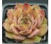 Sempervivum DUNE