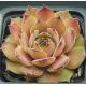 Sempervivum DUNE
