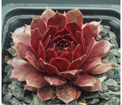 Sempervivum DYKE