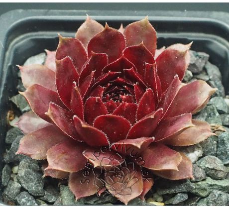 Sempervivum DYKE