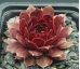 Sempervivum DYKE