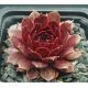 Sempervivum DYKE