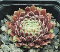 Sempervivum EISBLUME