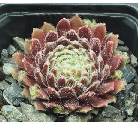Sempervivum EISBLUME