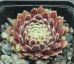 Sempervivum EISBLUME