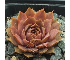 Sempervivum ELSE