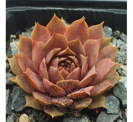 Sempervivum ELSE