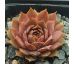 Sempervivum ELSE