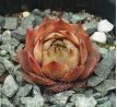 Sempervivum EMERALD EMPRESS