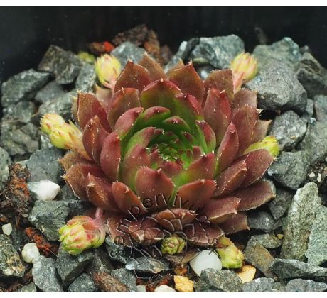 Sempervivum ERDBEERMOND