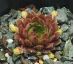 Sempervivum ERDBEERMOND