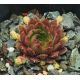 Sempervivum ERDBEERMOND