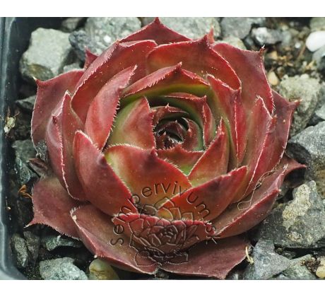 Sempervivum FARIDA