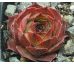 Sempervivum FARIDA